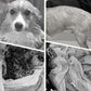🔥Vente chaude du Nouvel An à 55 % de réduction🐕Peignoir doux, absorbant et à séchage rapide pour chien